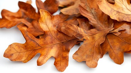 Dried Autumn Leaves