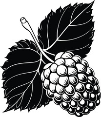 Line art Mulberry fruit silhouette vector icon, illustration on  transparent background.