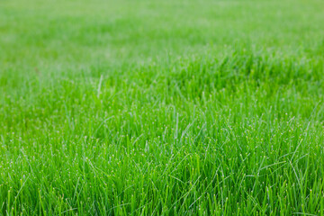 Fototapeta premium Field of lush green grass close-up.