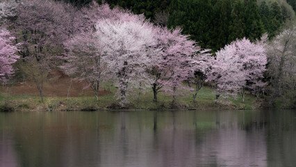 雨に濡れるオオヤマザクラ　中綱湖　長野県大町市