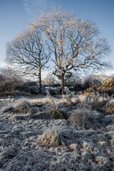 English countryside meadow in the winter