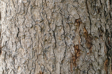 Close-up photo of a tree trunk texture. Textured background. Abstract in nature.