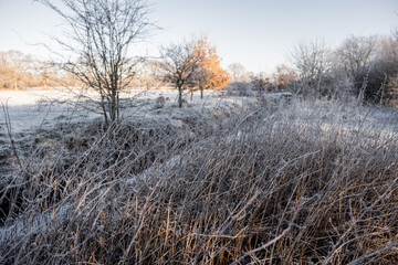 English countryside meadow in the winter