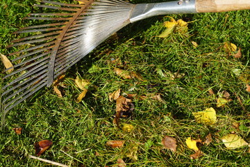 Close up raking autumn birch leaves and mowed grass with a metal leaf rake on the lawn. Dutch garden, Autumn, September, Netherlands.