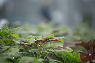 Shot of leafy green vegetables growing on a farm with sunlight. Healthy living. Sustainable food. Green farming.