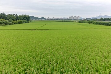 Lush Green Rice Fields with Distant Mountain View