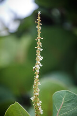 Close up of leaf texture background. Wild plant leaves. Green abstract background.