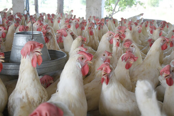 Closeup portrait of White hen at poultry farm, Layer farm, Group of healthy white chicken in poultry farm closeup, hen face closeup in farm, poultry, layer hens for eggs, poultry and livestock Chicken