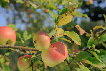 Apples on branches of apple trees on a sunny day.