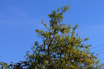 Apples on branches of apple trees on a sunny day.