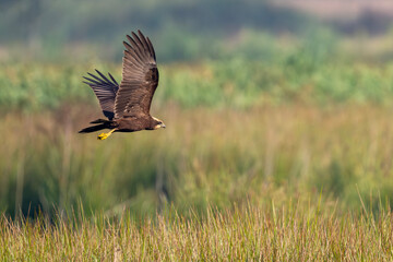 Rohrweihe im Flug