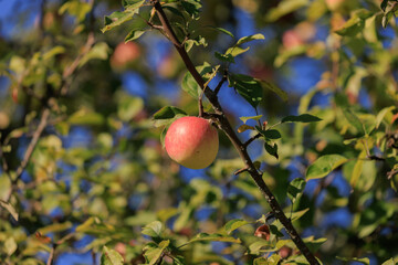 Apples on branches of apple trees on a sunny day.