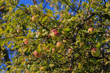 Apples on branches of apple trees on a sunny day.