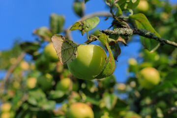 Obraz premium Apples on branches of apple trees on a sunny day.