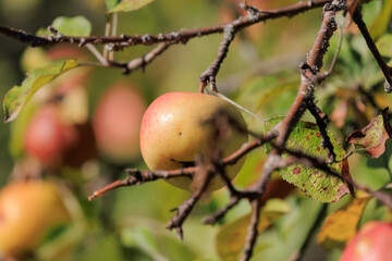 Apples on branches of apple trees on a sunny day.