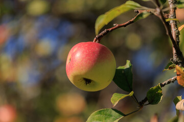 Apples on branches of apple trees on a sunny day.