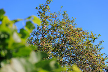 Apples on branches of apple trees on a sunny day.