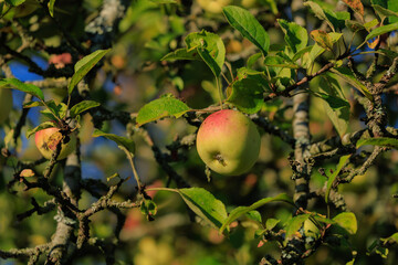 Apples on branches of apple trees on a sunny day.