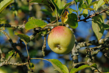 Apples on branches of apple trees on a sunny day.