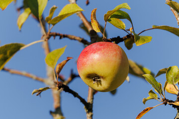 Apples on branches of apple trees on a sunny day.