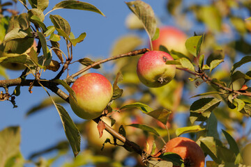 Apples on branches of apple trees on a sunny day.
