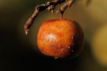 Rotten spoiled apples on branches of apple trees on a sunny day.