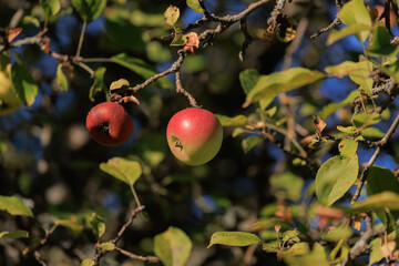 Apples on branches of apple trees on a sunny day.