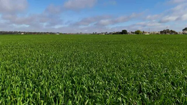 Farming Australia - Wheat Barley Canola Crops