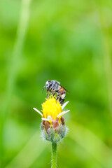 Insects behind school