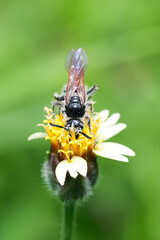 Insects behind school