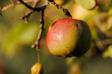 Apples on branches of apple trees on a sunny day.