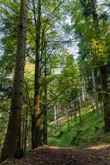 Fototapeta premium Loisirs en plein air : immersion dans la forêt vosgienne et ses paysages naturels, Alsace, Grand Est