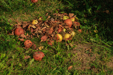 Rotten spoiled apples on branches of apple trees on a sunny day.