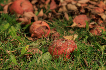 Rotten spoiled apples on branches of apple trees on a sunny day.