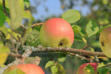 Apples on branches of apple trees on a sunny day.