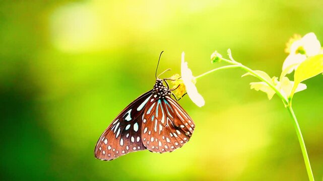 butterfly on flower	