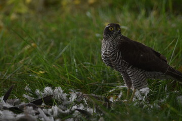épervier mange un pigeon