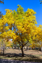 Fototapeta premium Autumn. September and October. A lonely tree with leaves of summer and autumn shades. From green to yellow. A bright maple tree