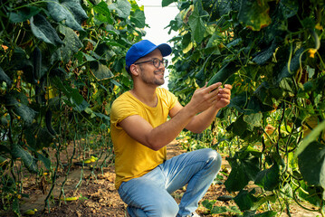 Farmer standing in greenhouse checking cucumber growing indoors.