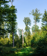 Fototapeta premium Bois de Bonneval, Forêt de Relanges, au cœur de la forêt de Darney, Vosges
