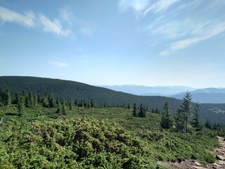 Junipers plants of Christmas trees growing on a mountain look at an angle horizontal