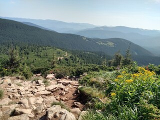 Mountain landscape and forest horizontal color photo image