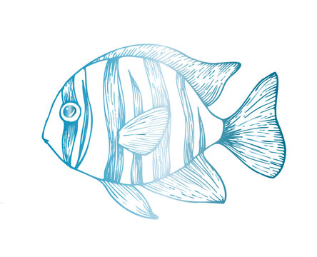 recommend clip art: Vector tropical fish. Hand painted line exotic reef. Graphic tropical clip art isolated on background. Underwater illustration. For designers, invitations, decoration, postcards, wr