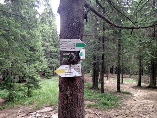 Signpost in forest directional signs trail horizontal