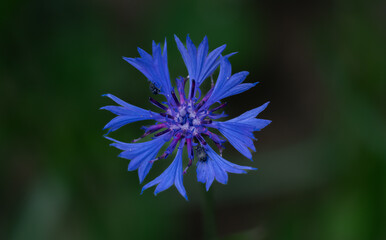 blue flower in the garden