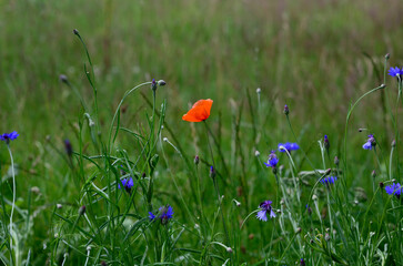 field of flowers