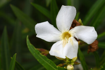 Nerium oleander in bloom, White siplicity bunch of flowers and green leaves on branches, Nerium...