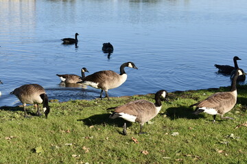 Entenvögel am Dutzendteich