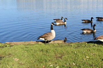 Entenvögel am Dutzendteich