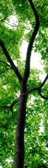 Fototapeta premium Green tree branches reaching upwards, surrounded by vibrant foliage against a bright sky.